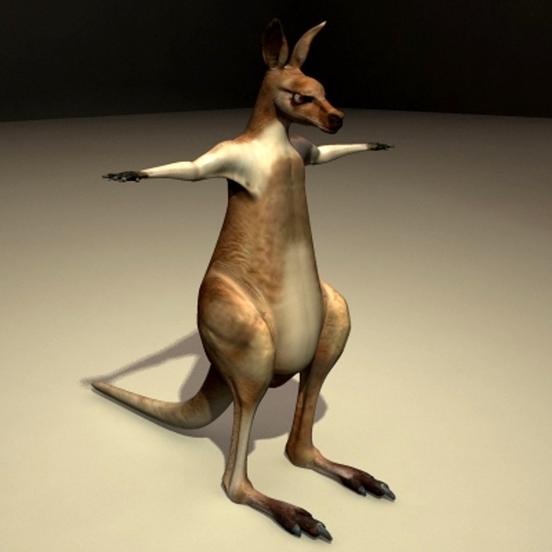Kangaroo