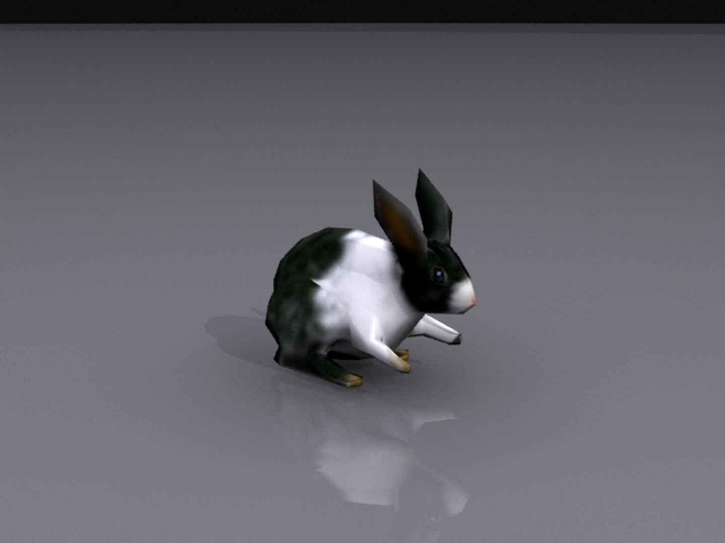 rabbit