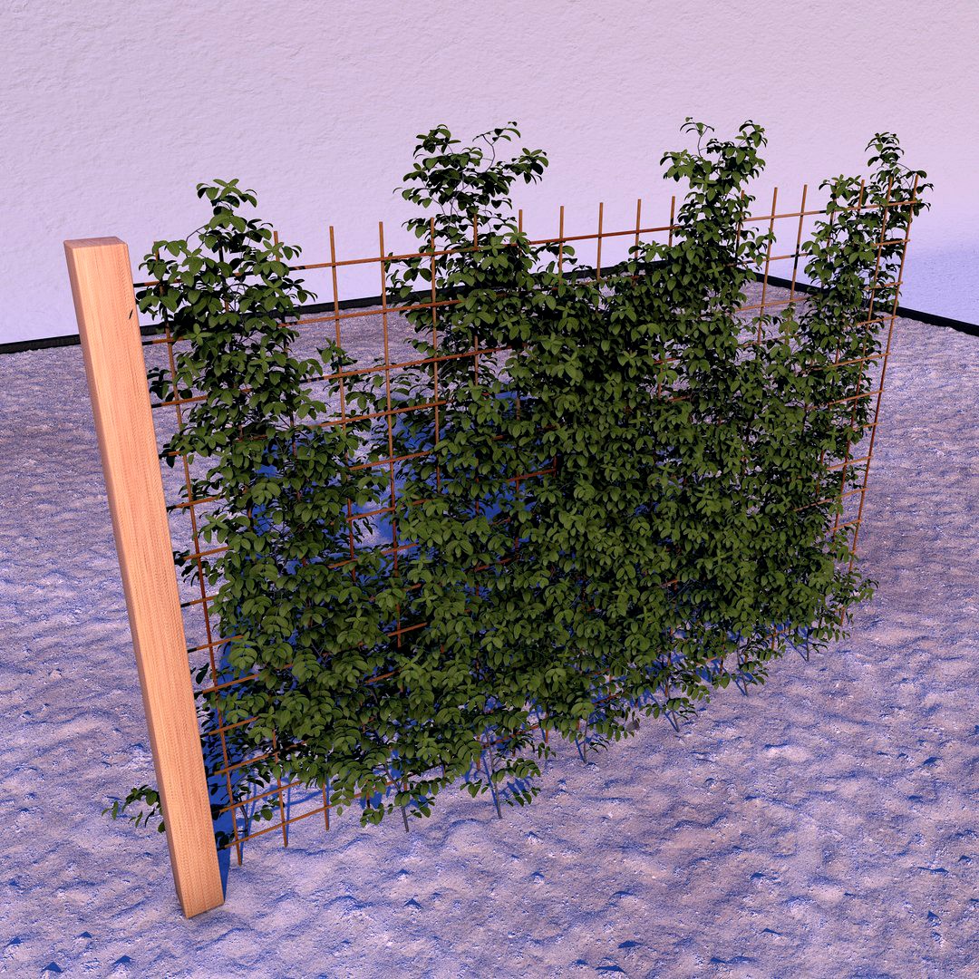 fence ivy
