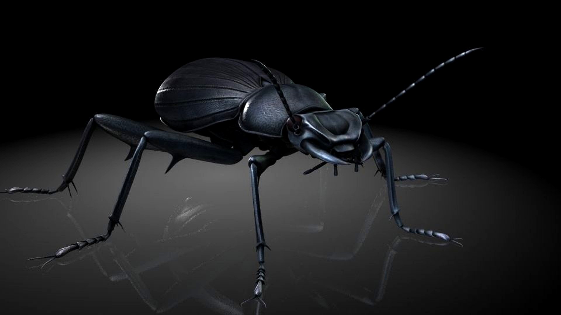 Insect Collection 7 beetle