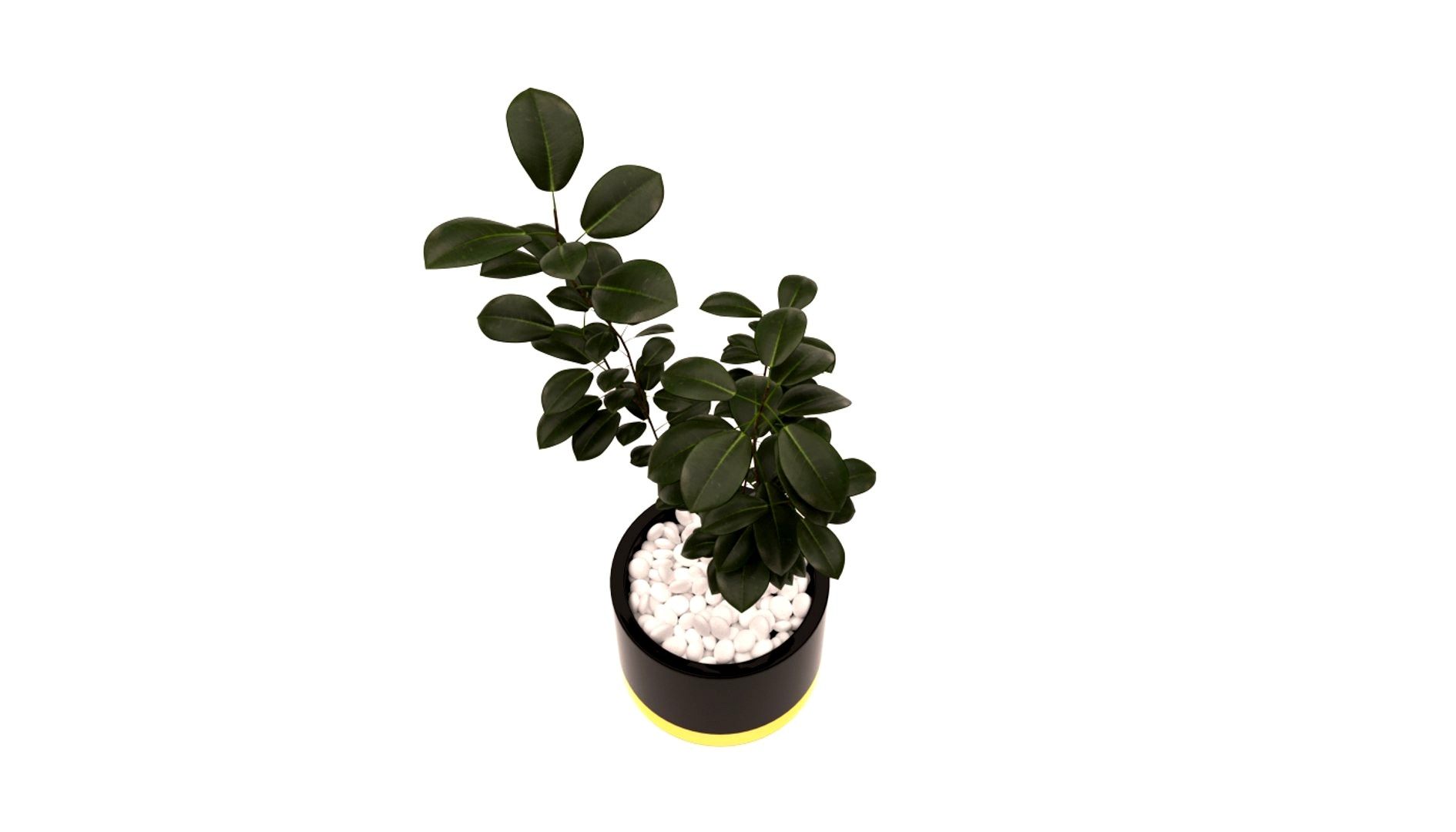 rubber plant