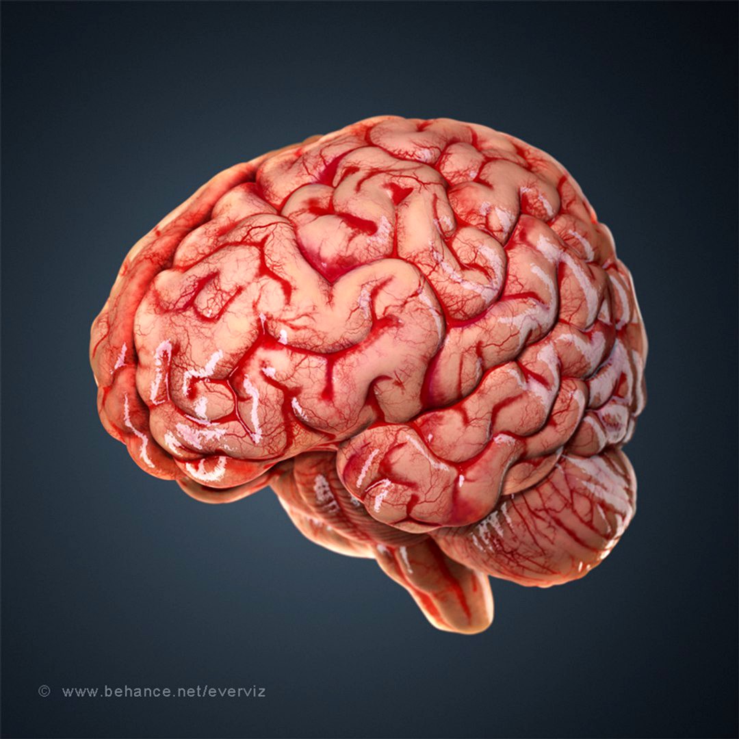 Human Brain