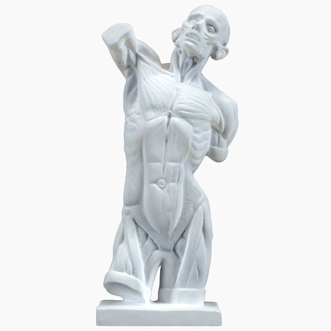 Anatomic Figure