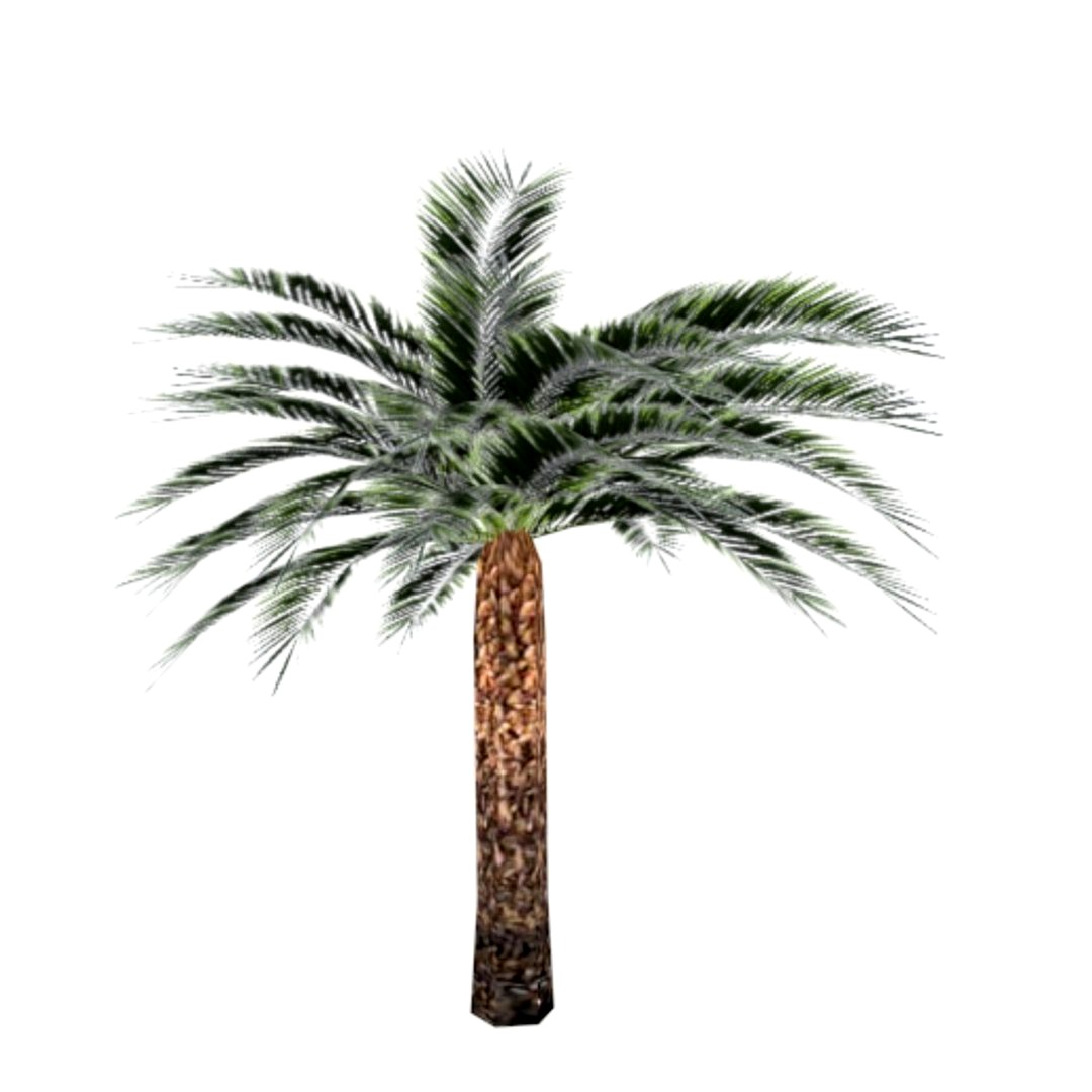 Date Palm Tree