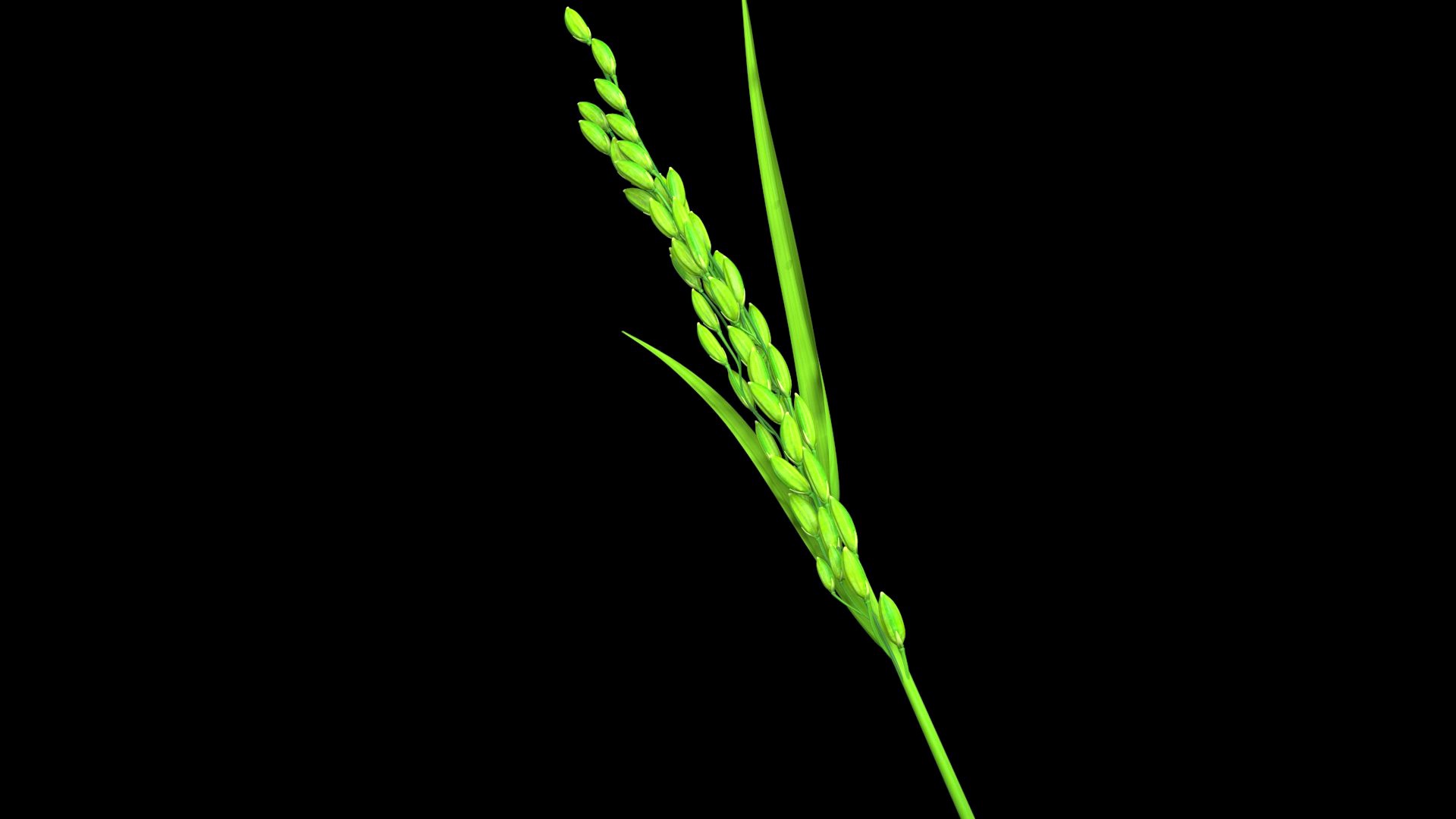 YOUNG RICE 17