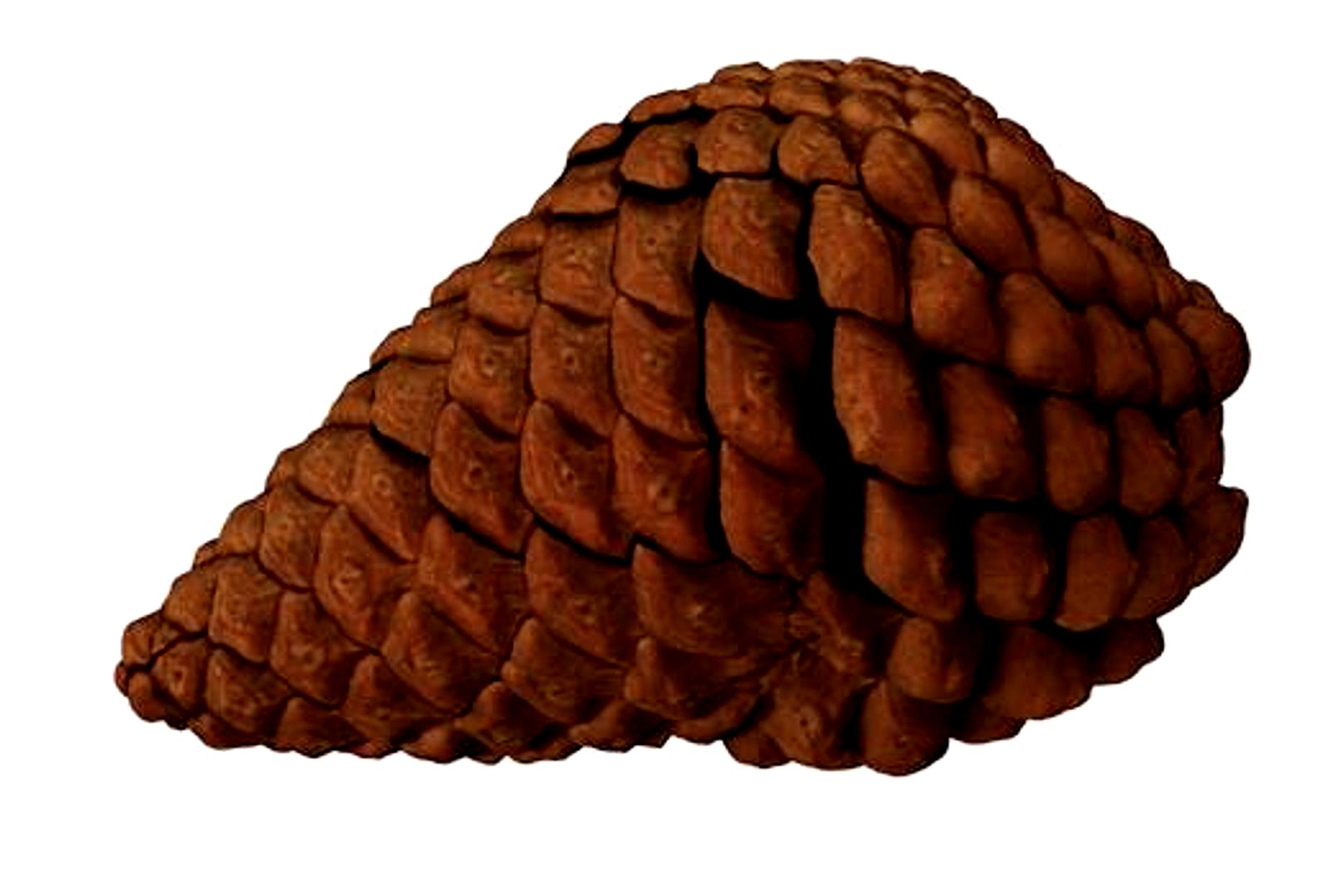 Realistic Fur Cone/Pinecone (High Poly)