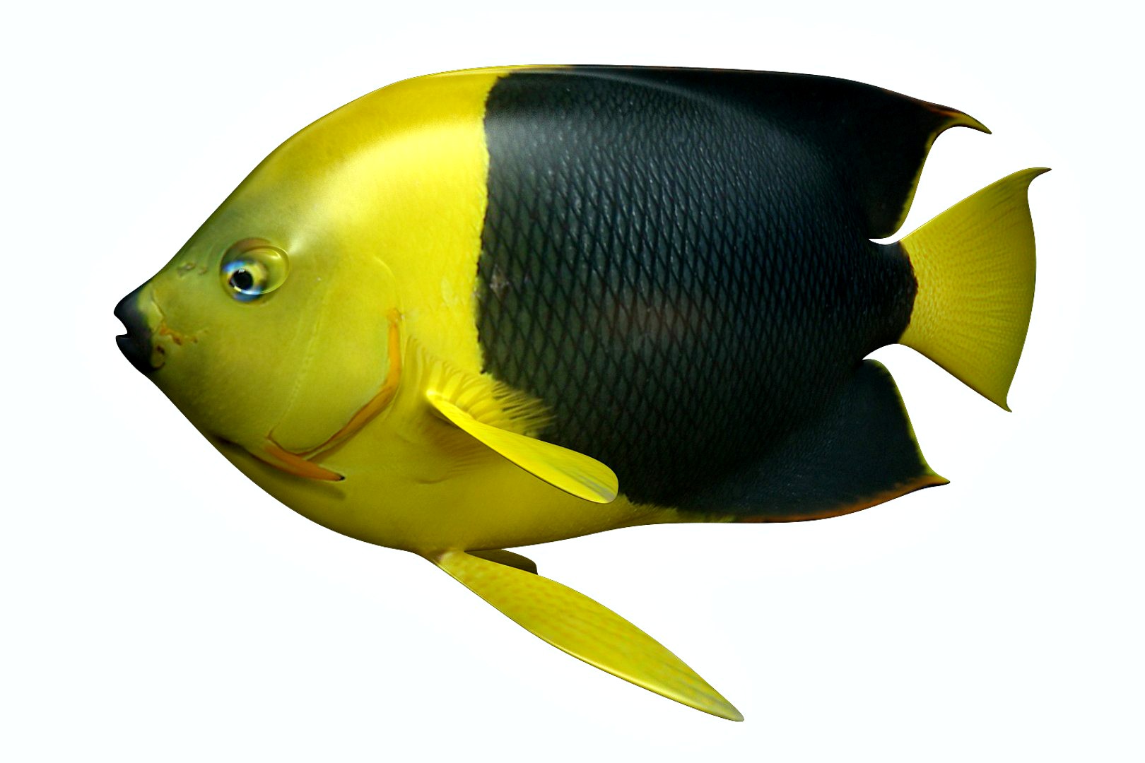 Angle Fish 18