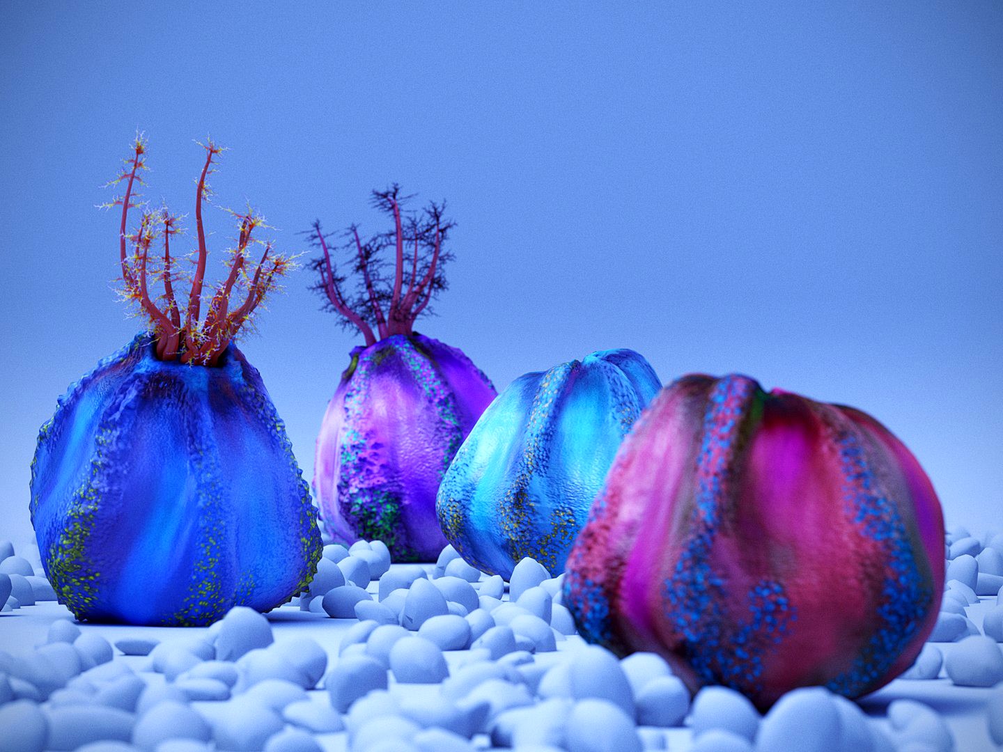 sea apple