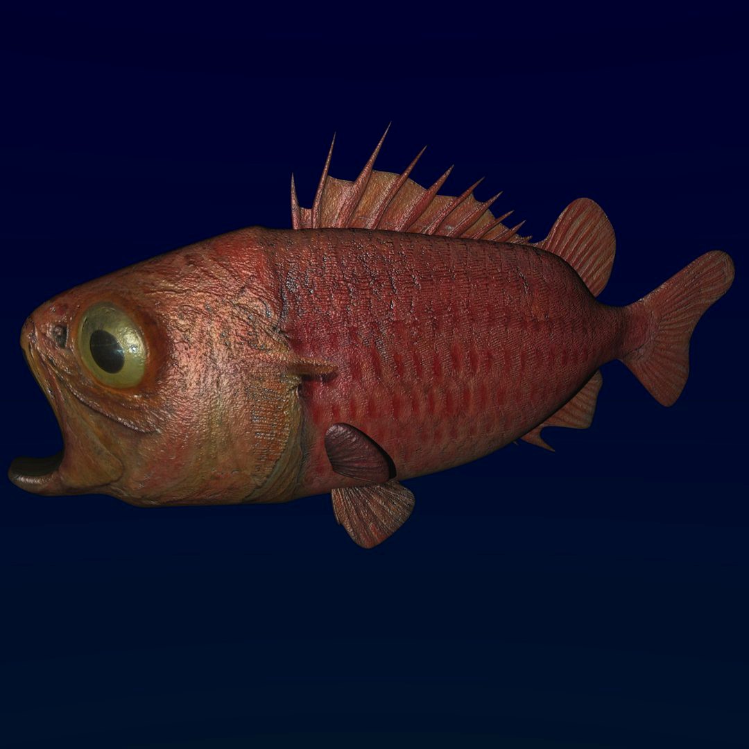 Fish