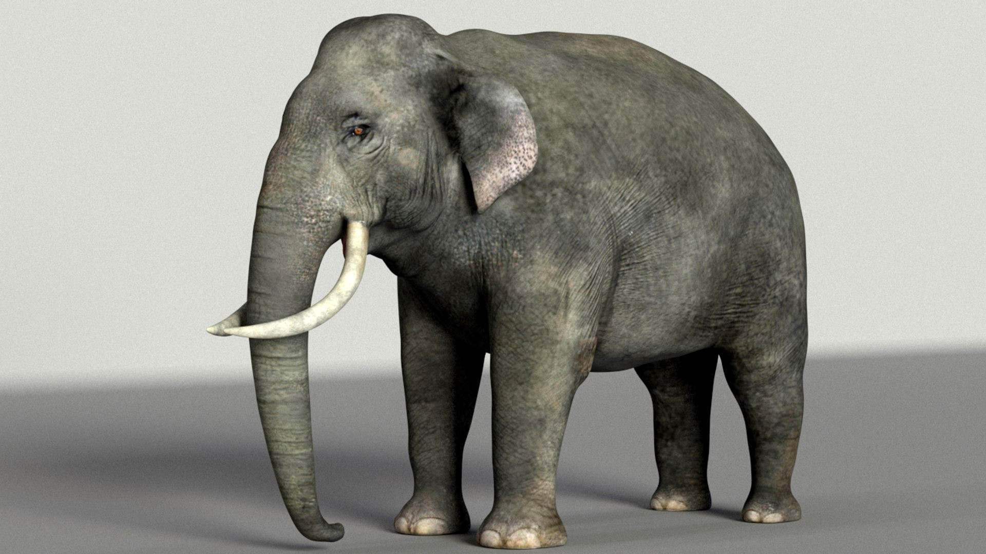 Elephant