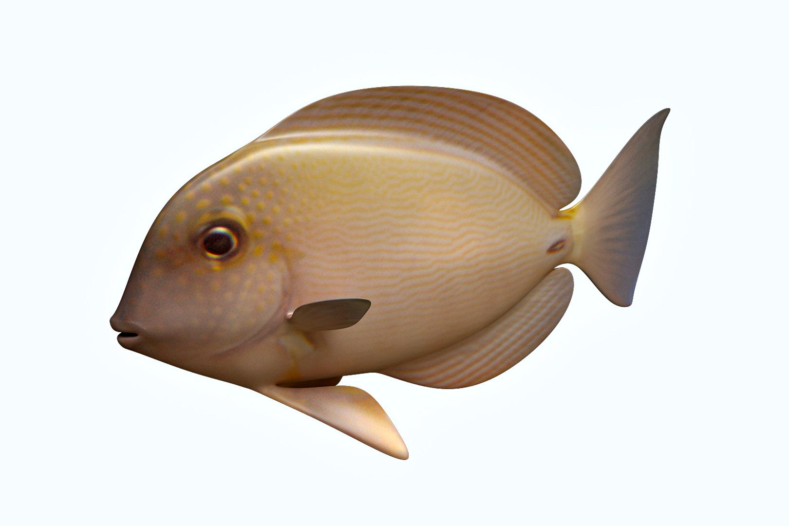 Anglefish 10