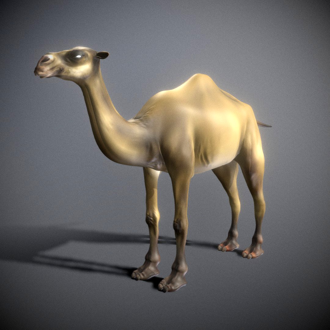 Camel