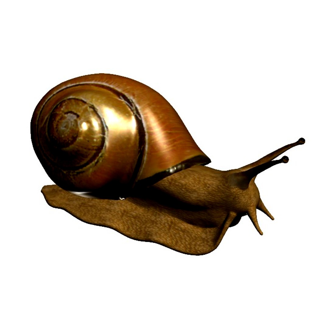 Snail