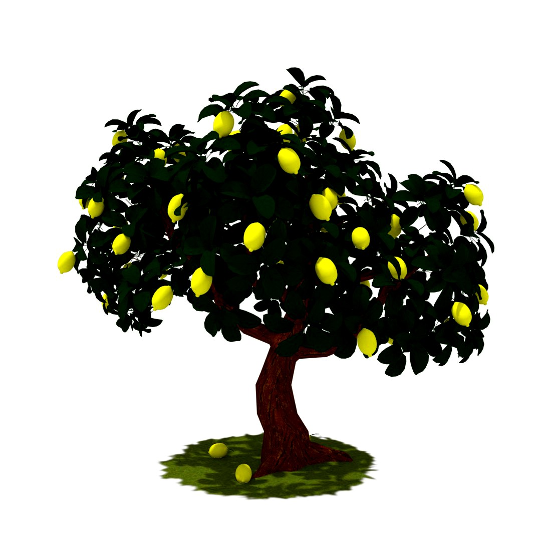 Lemon Tree