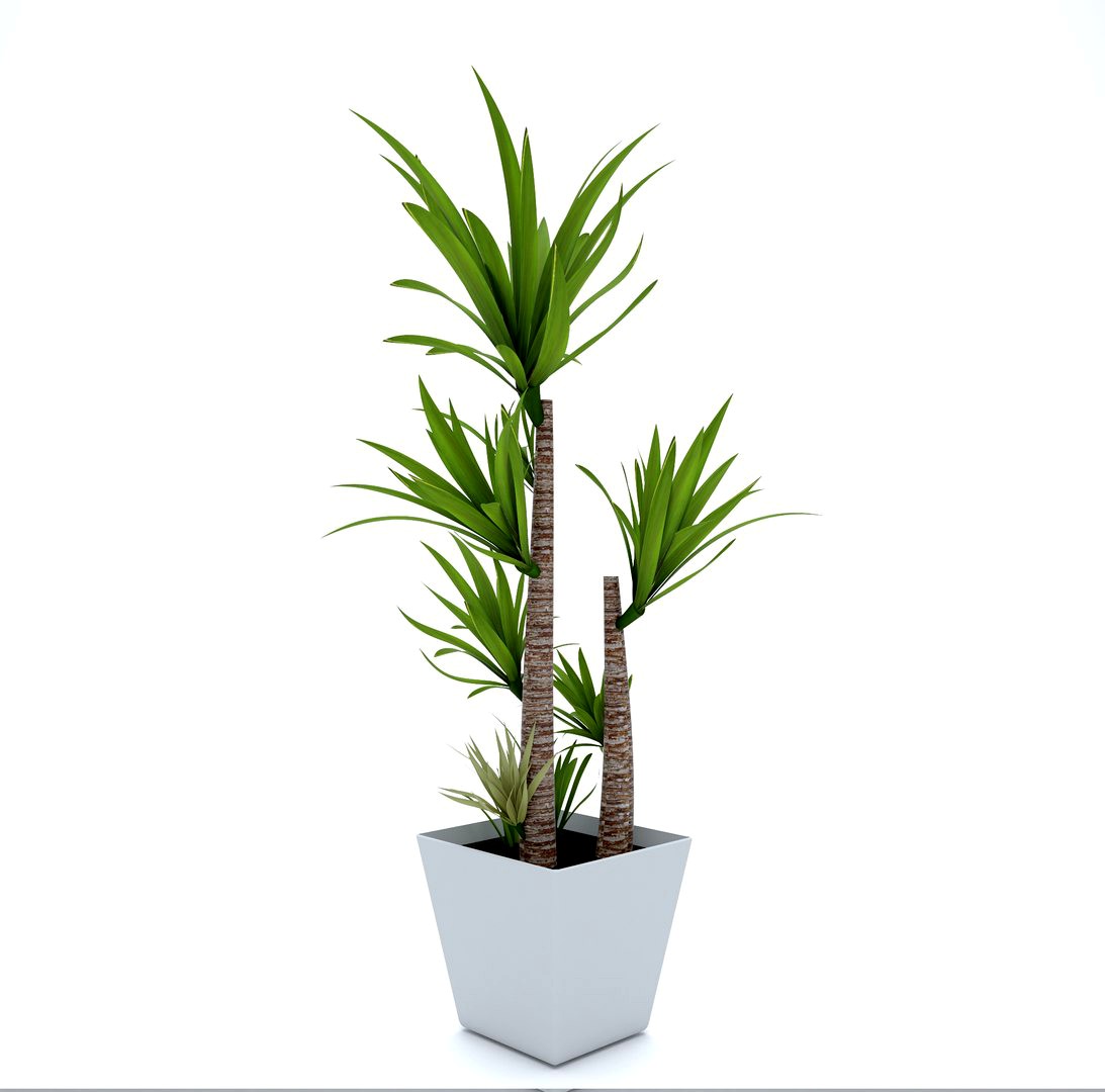 palm tree in pot Flowerpot pot model