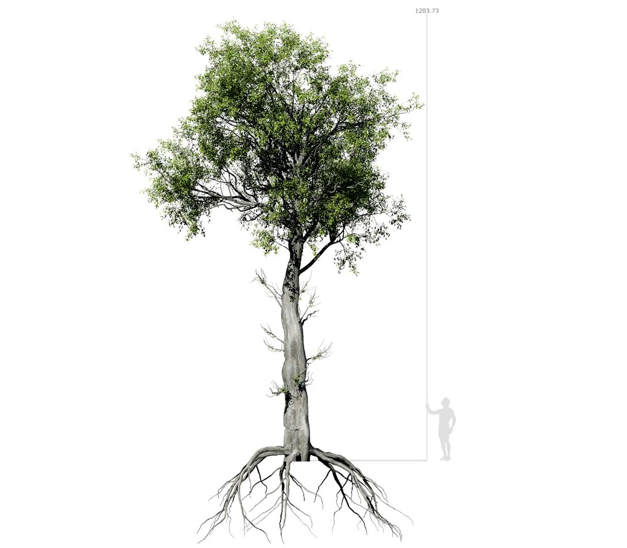 Broadleaf Tree 005