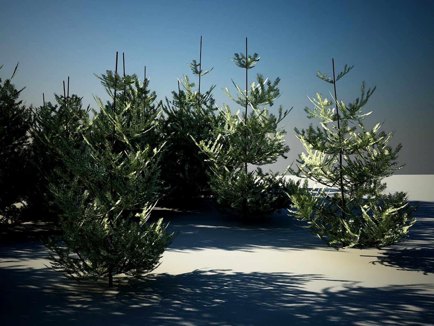 FIR TREE PACK
