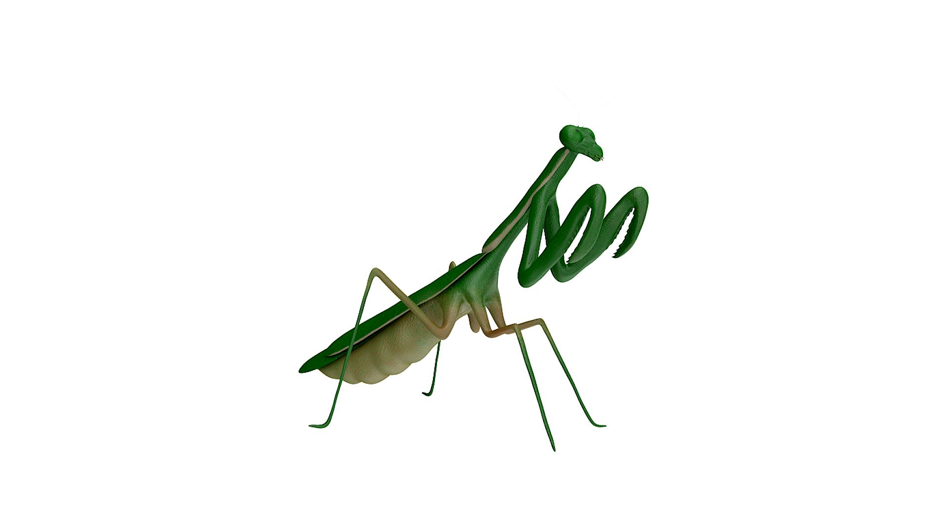 Mantis 3D Model