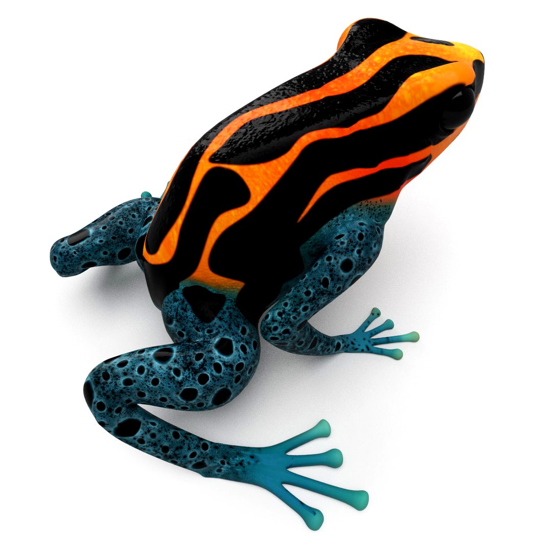 Dart Frog