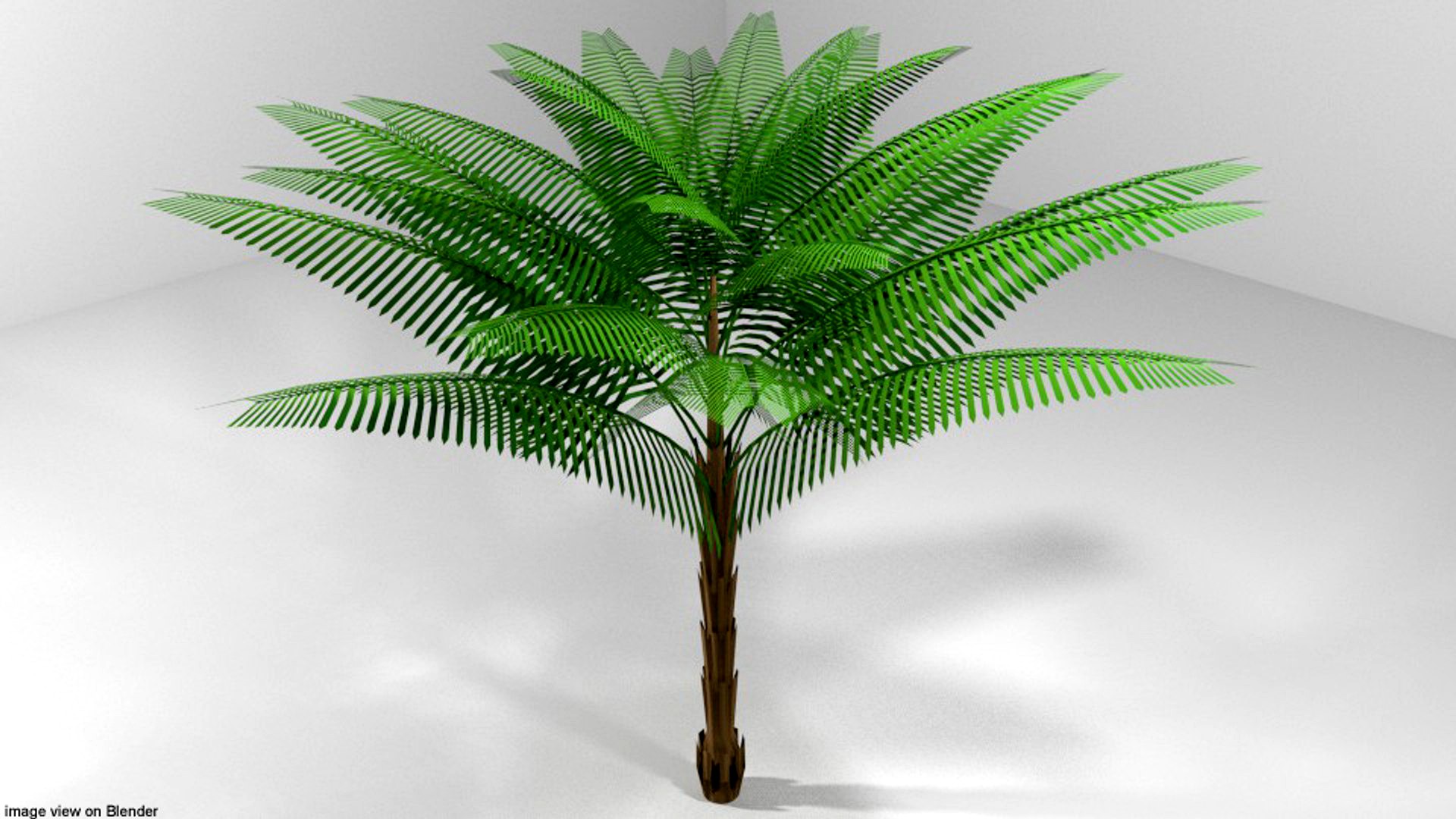Palm Tree - Date