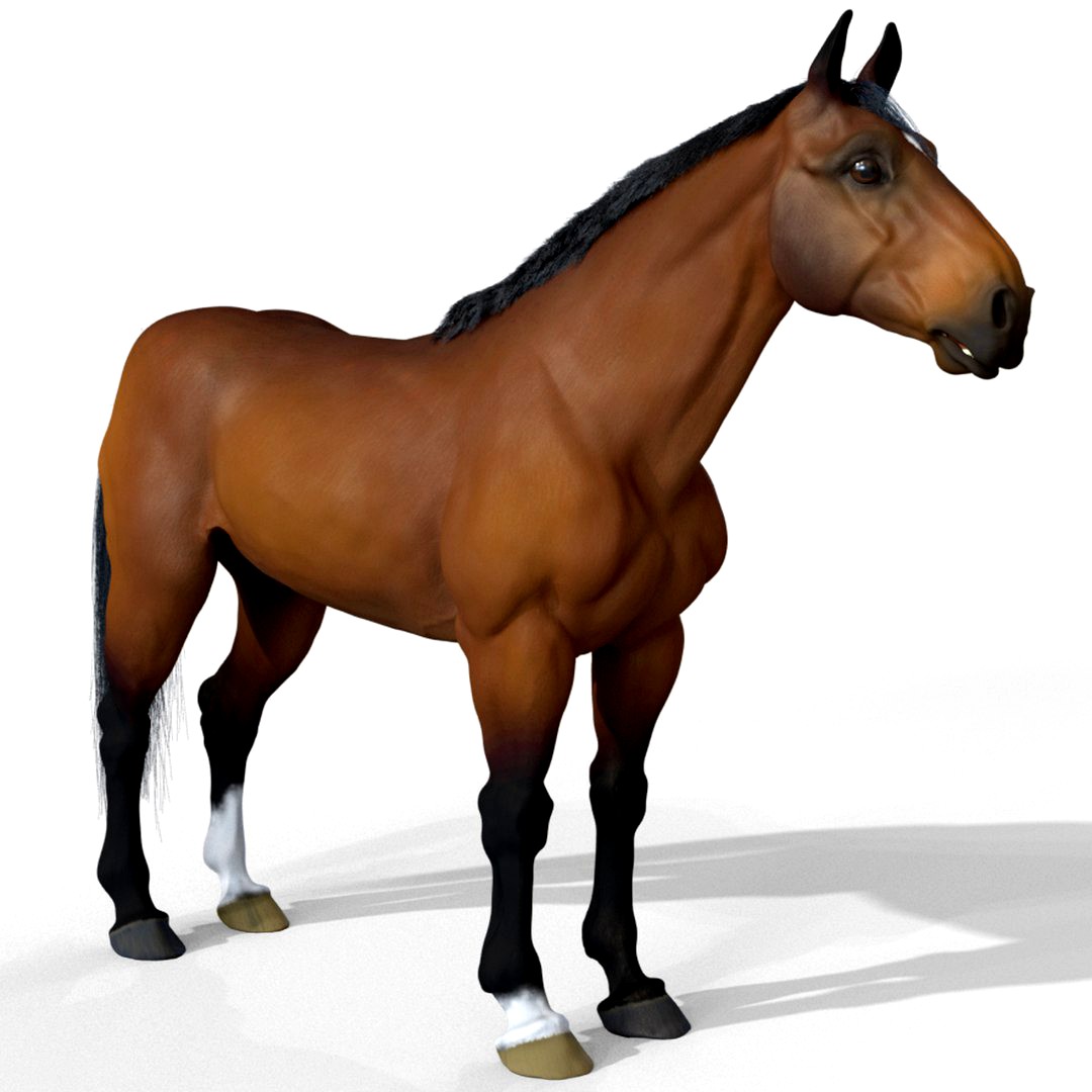 Horse (Bay - Warmblood)