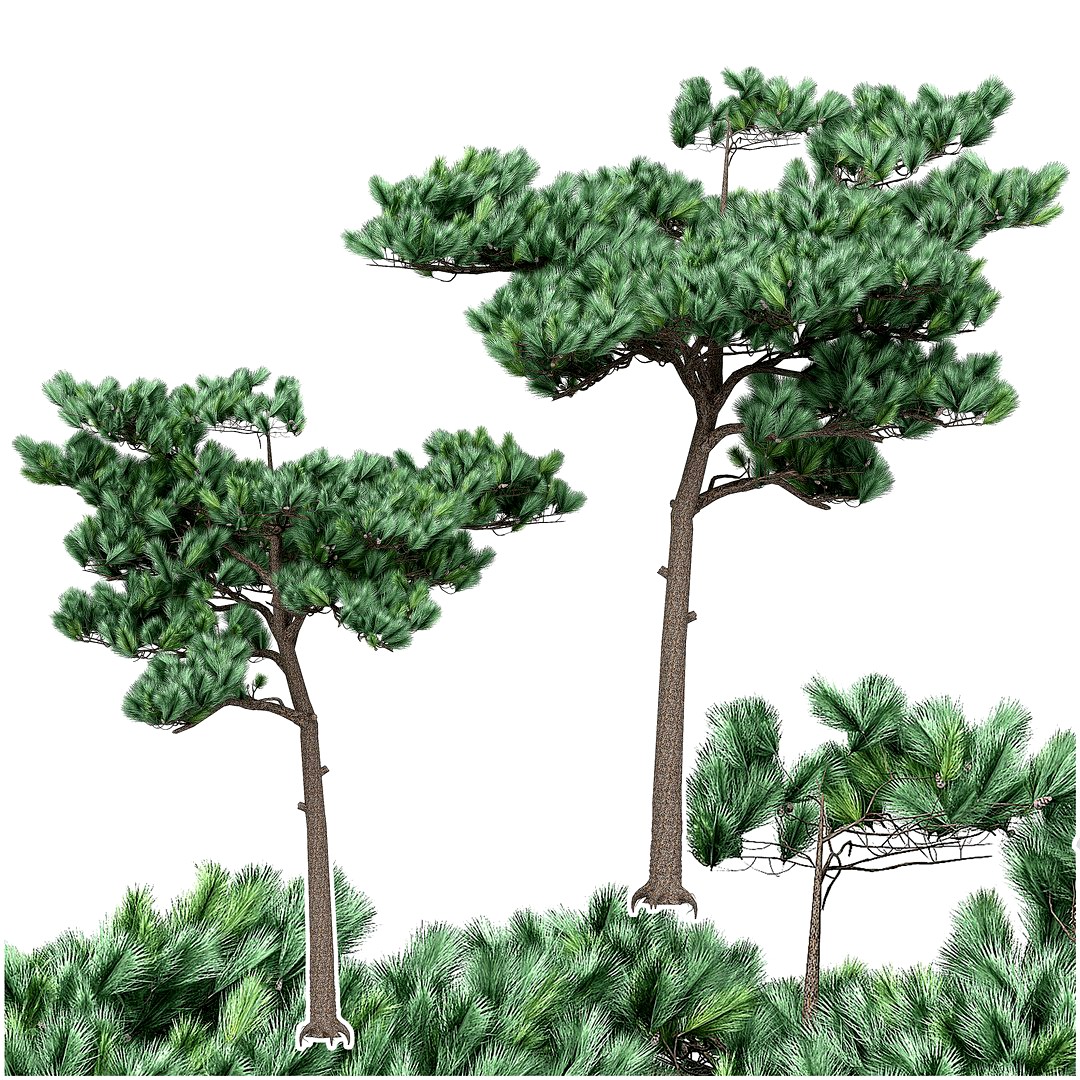 Pine 3