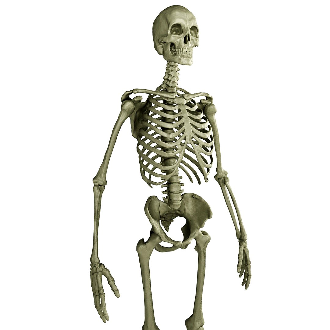 Human Skeleton