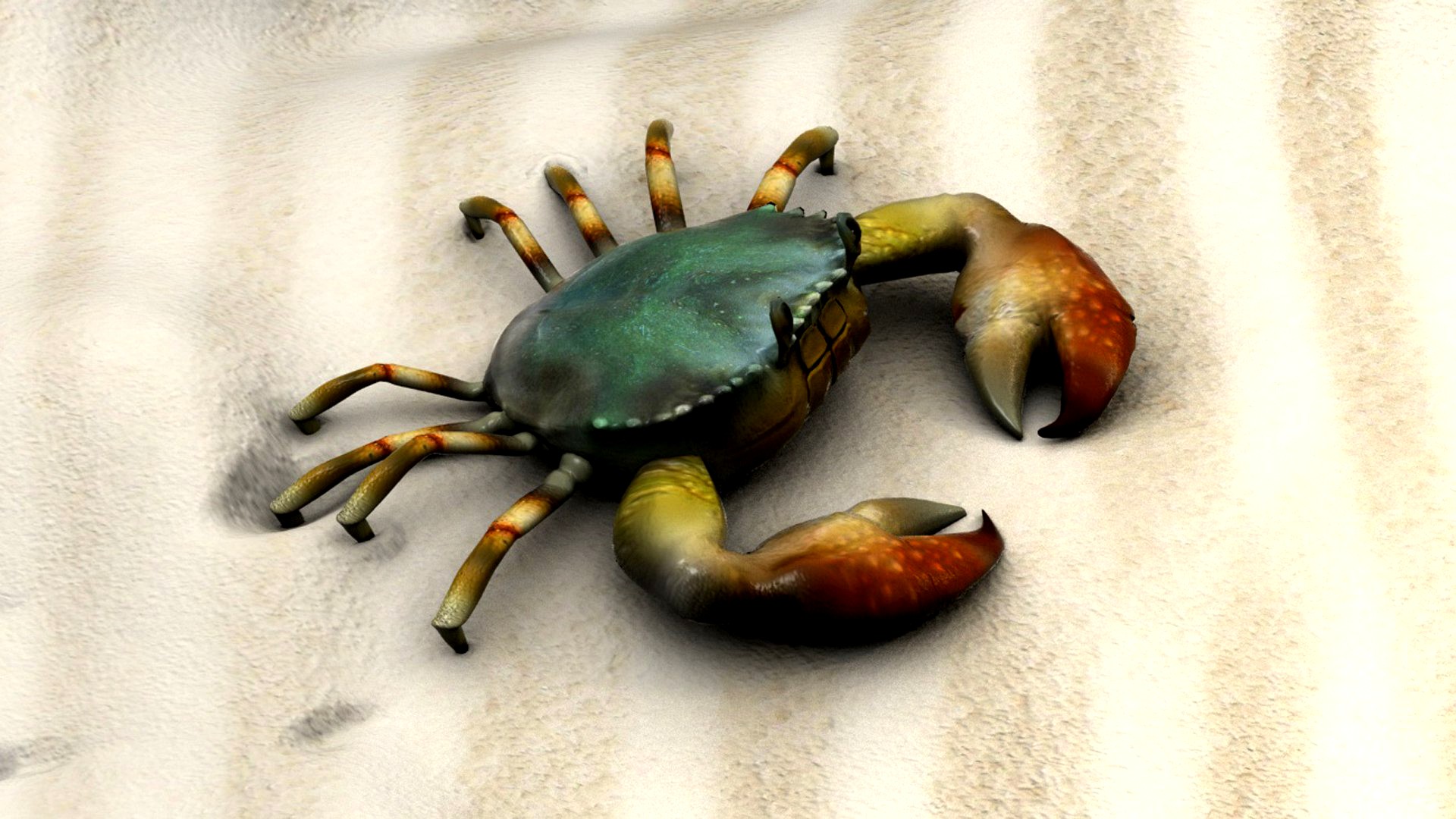 Fiddler crab sea crab shell crab