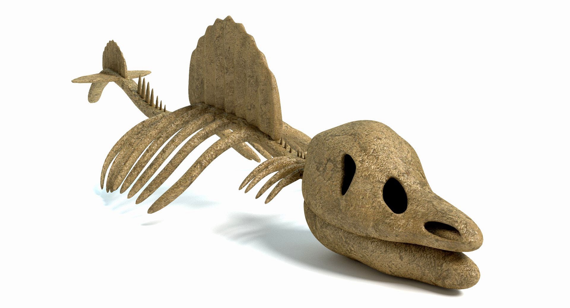 Dinosaur Skeleton