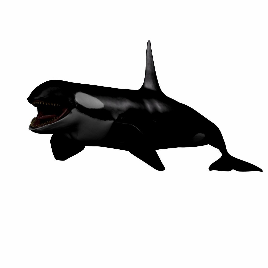 Killer Whale Male