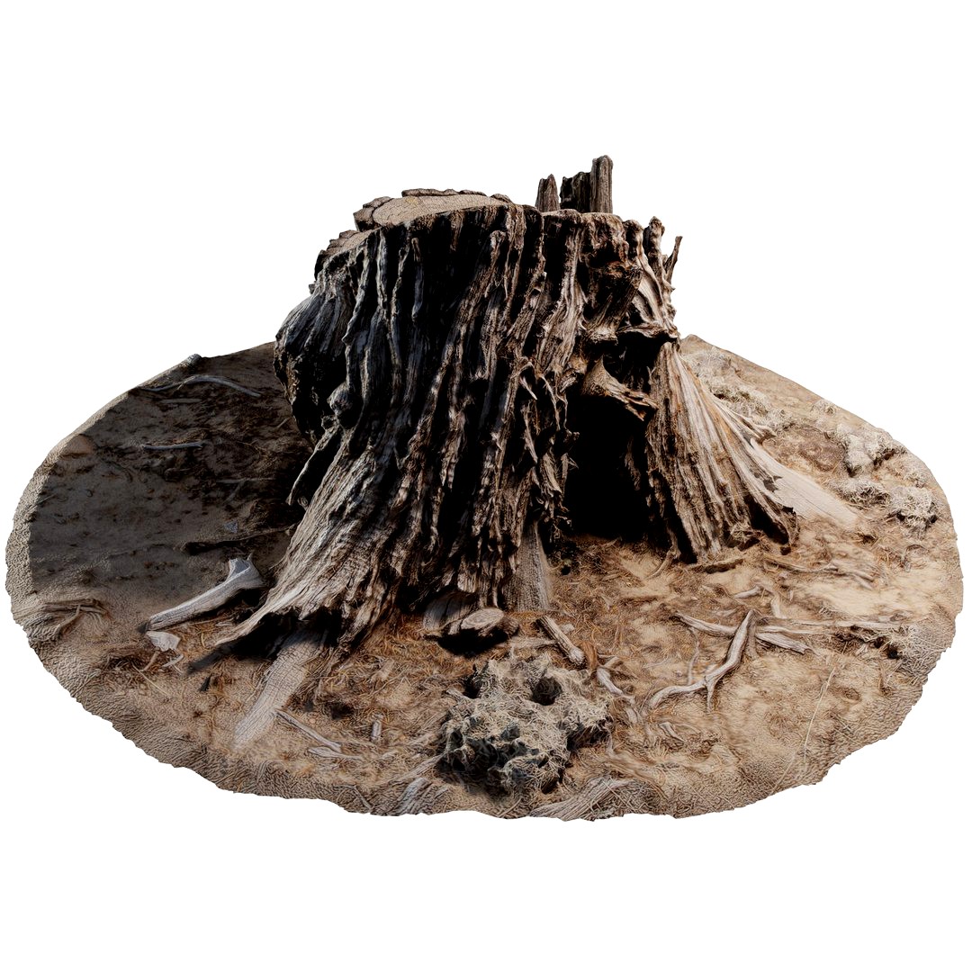 Cedar Stump 002