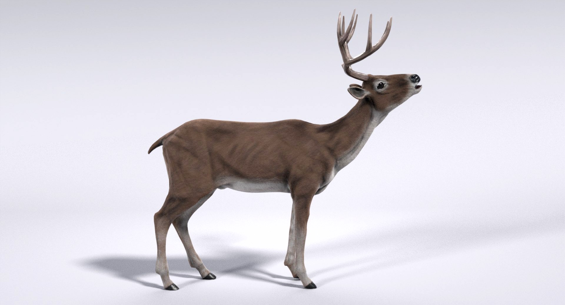 Deer