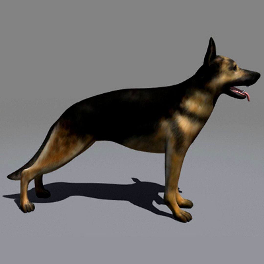 dog