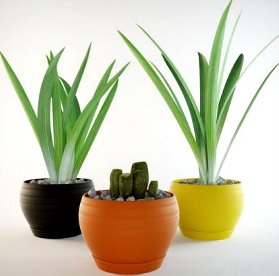 Grass in pots 3D Model