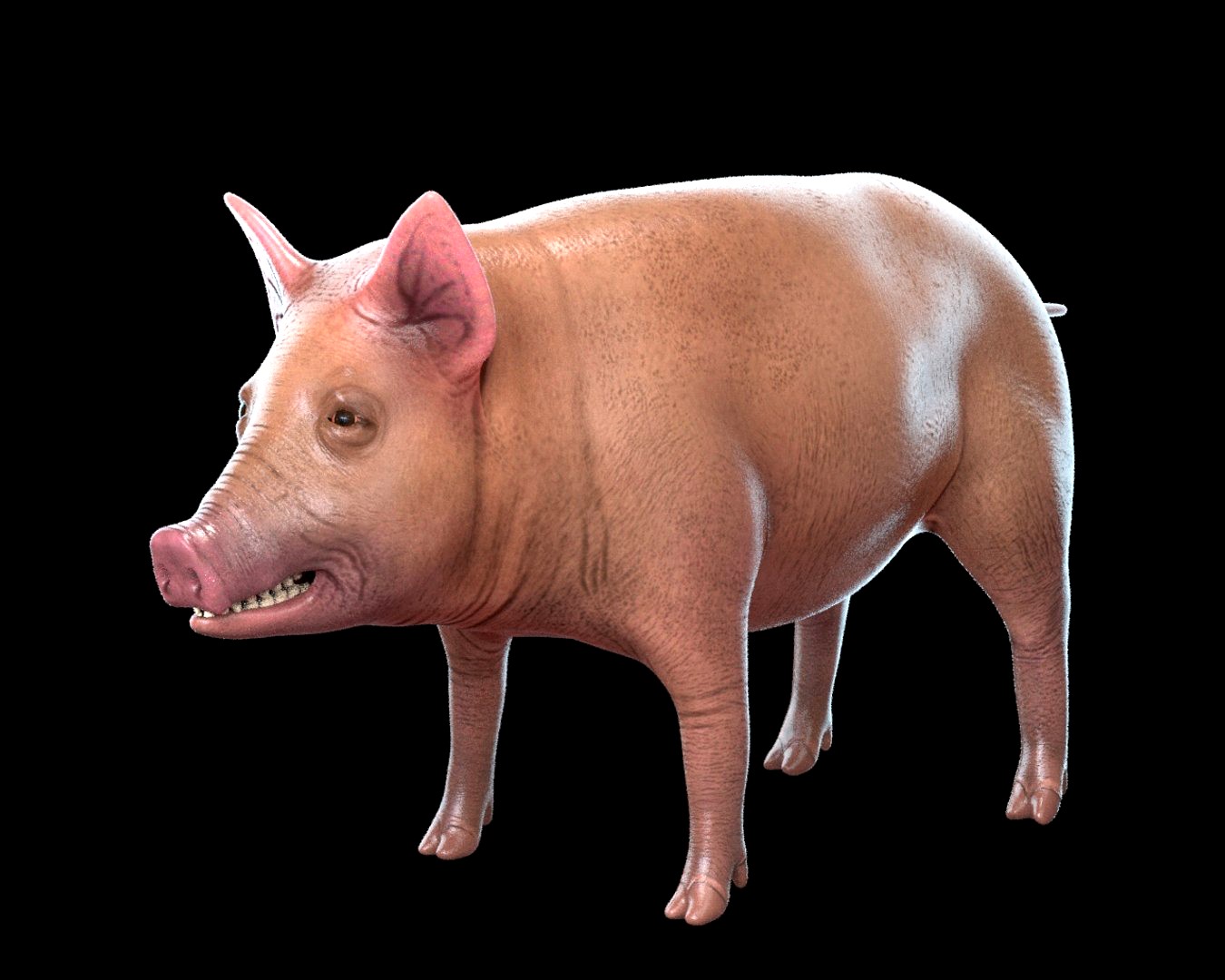 Pig