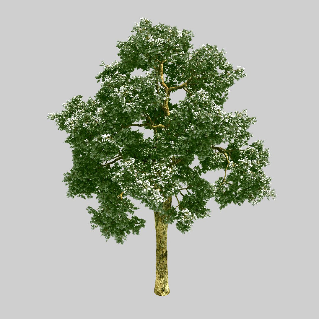 Forest - Wooden Maple Tree 78