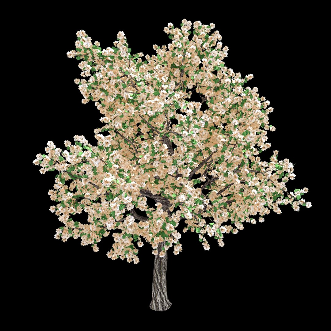 Forest - Pear - Pear Tree