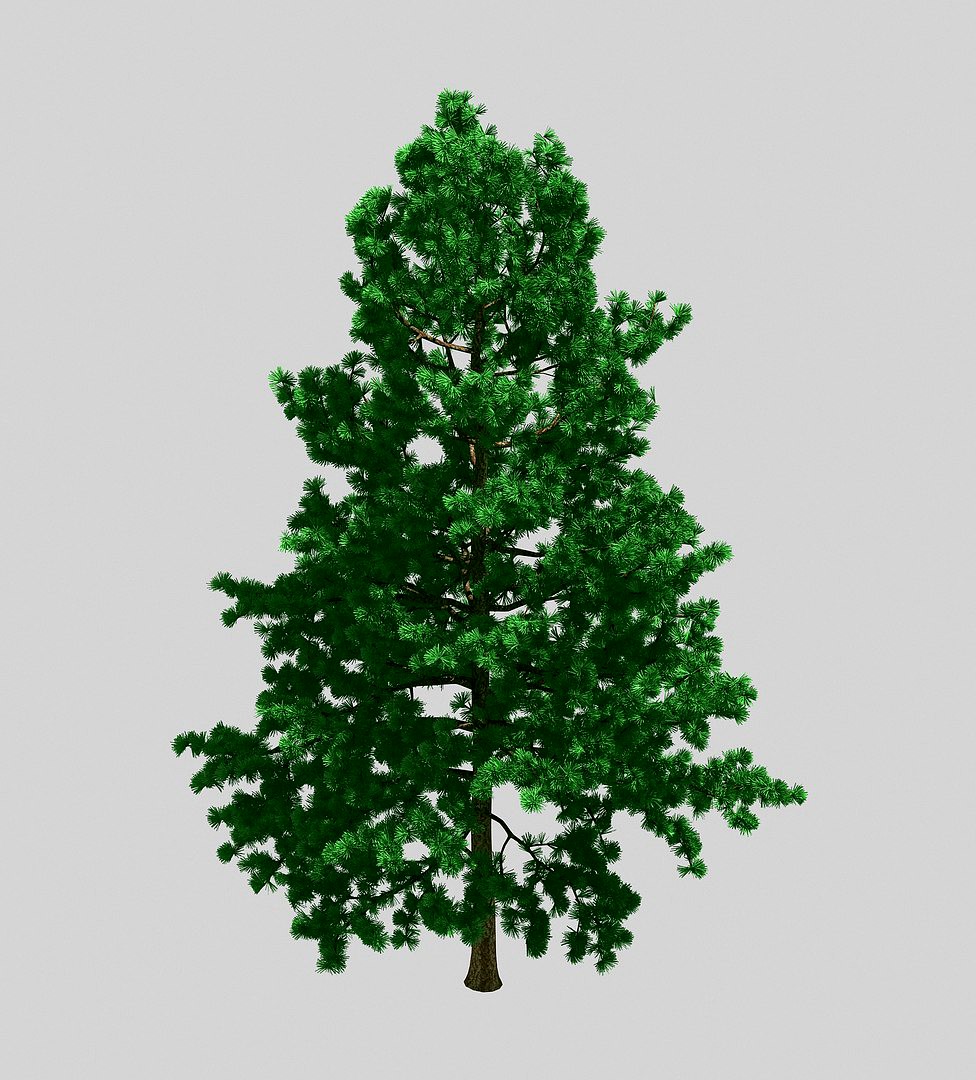 Forest - White Pine 78
