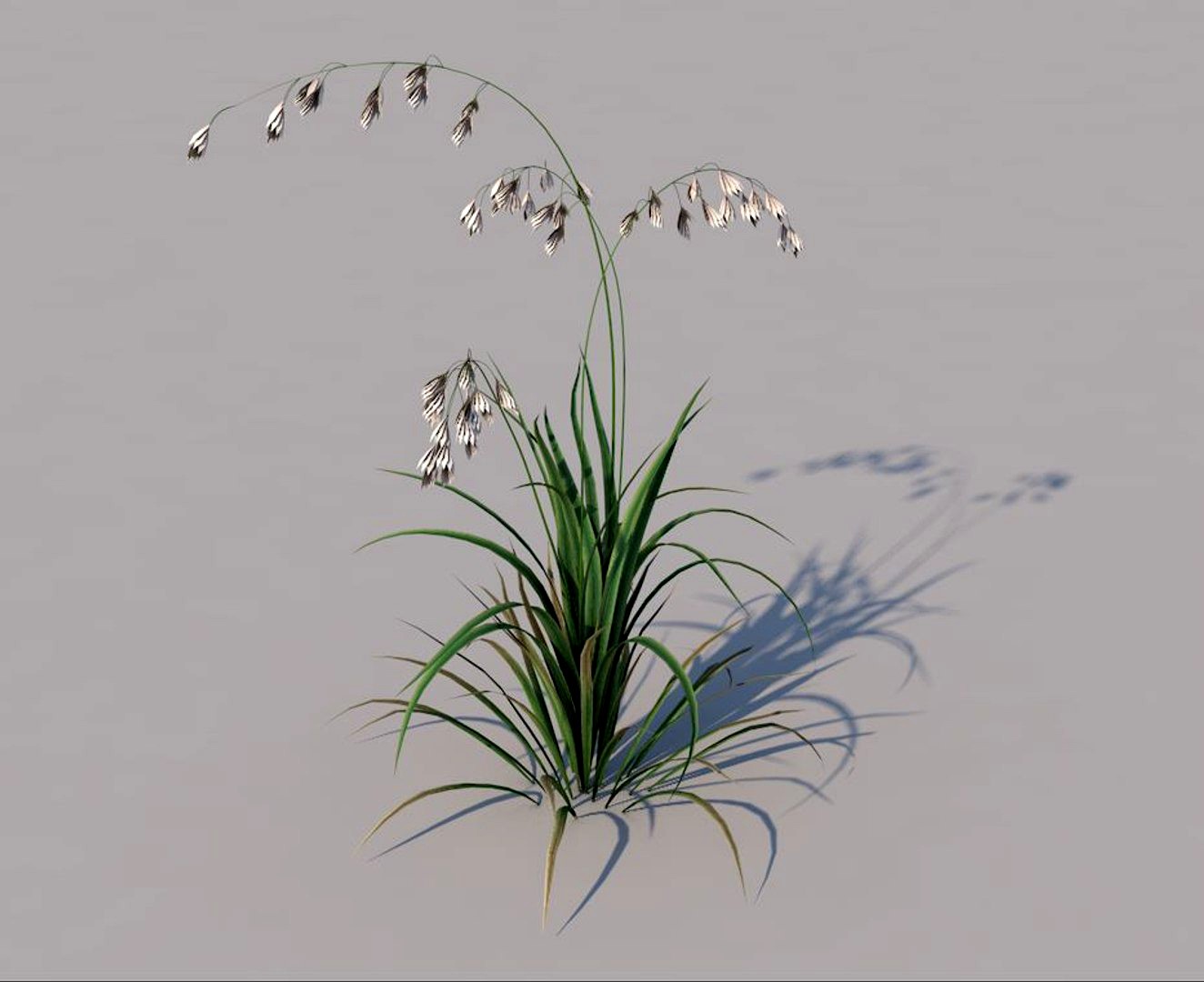 Leaning Meadow Grass