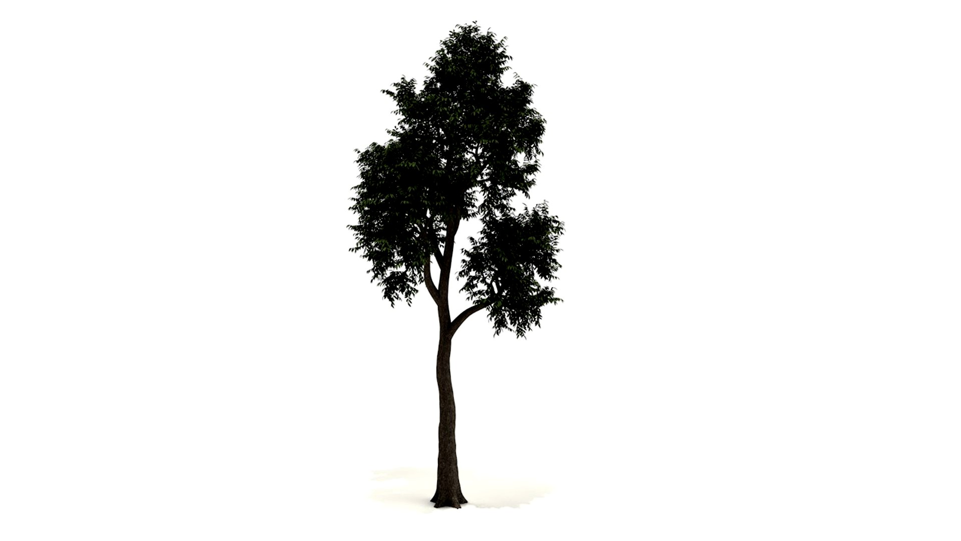 Mangrove Tree 3D Model