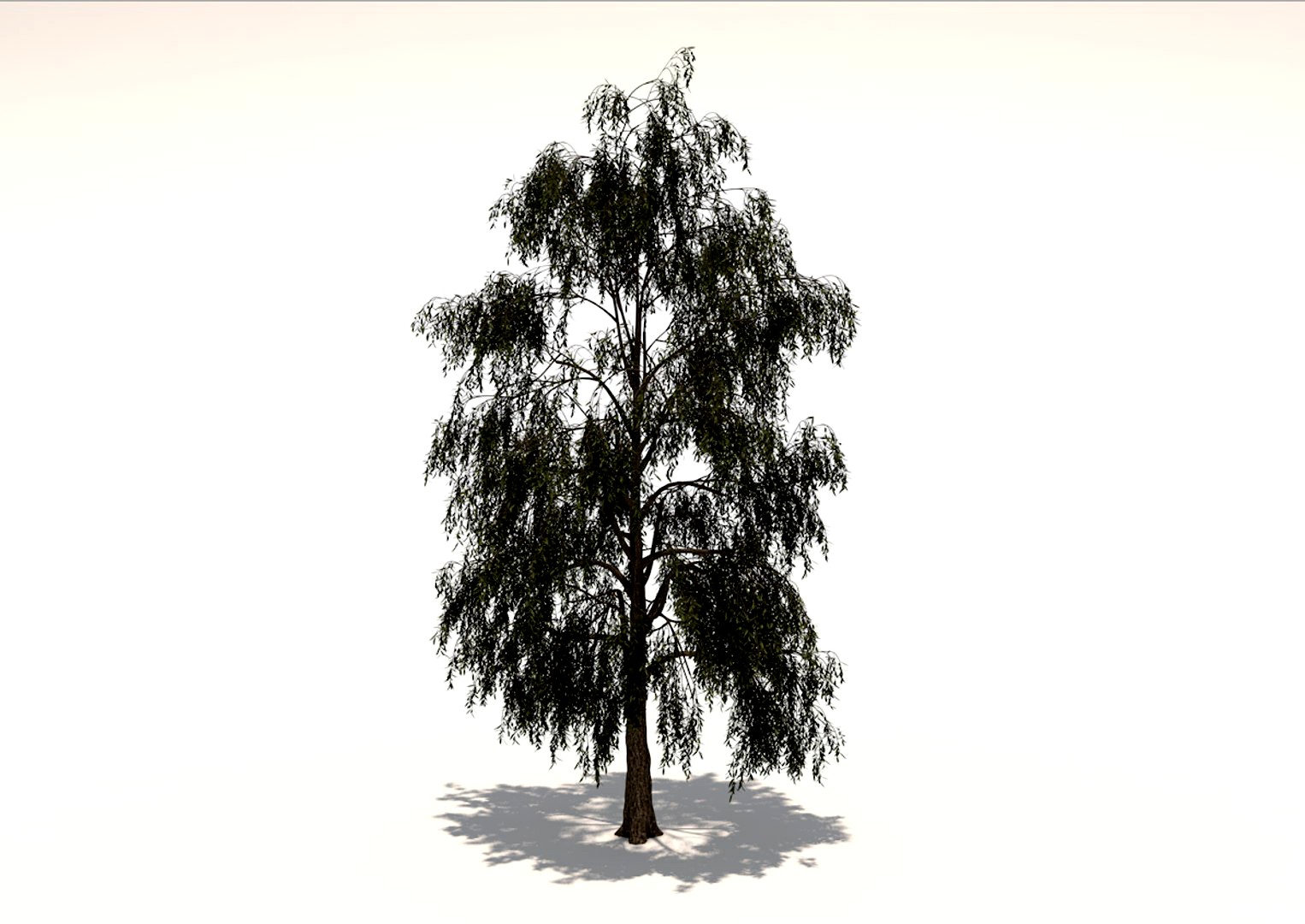 Birch tree 3d model