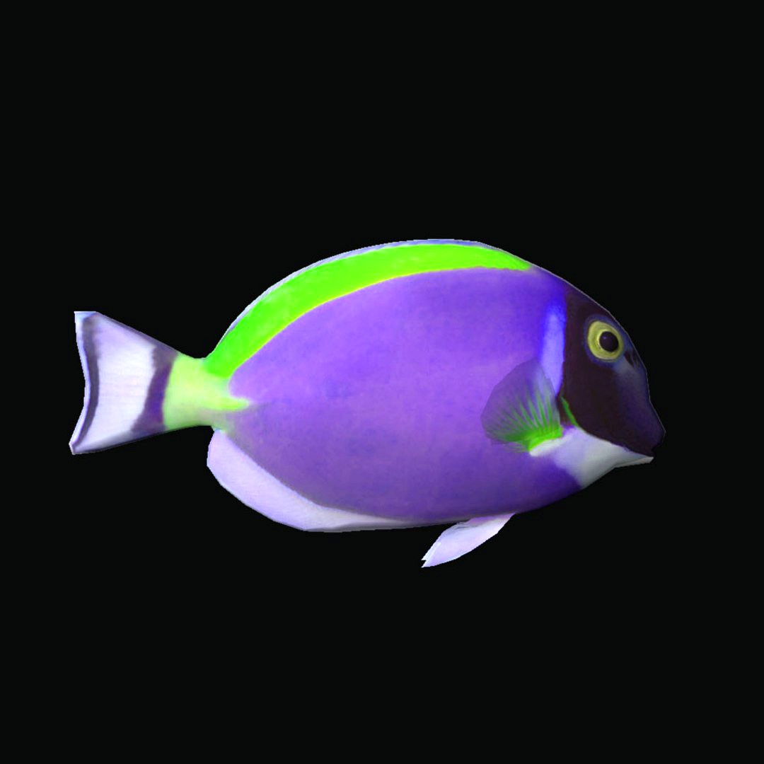 Powder Tang perple