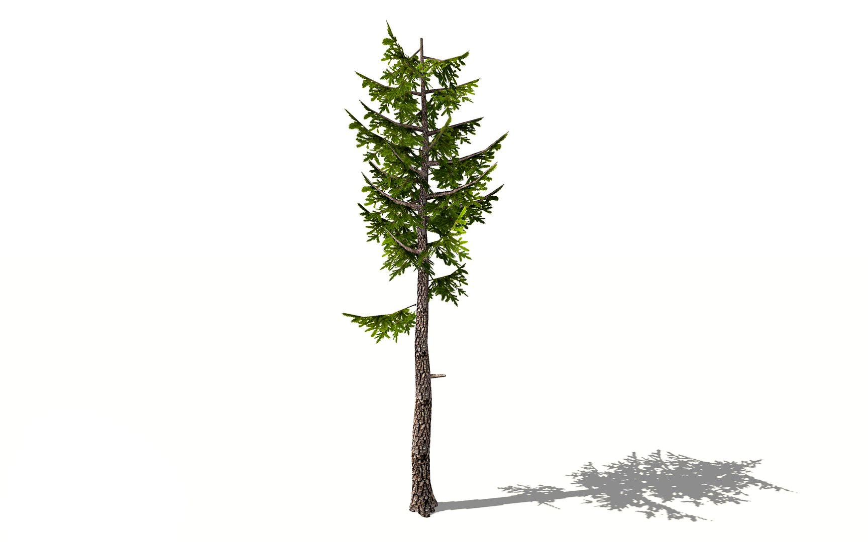 Forest Pine tree 3d