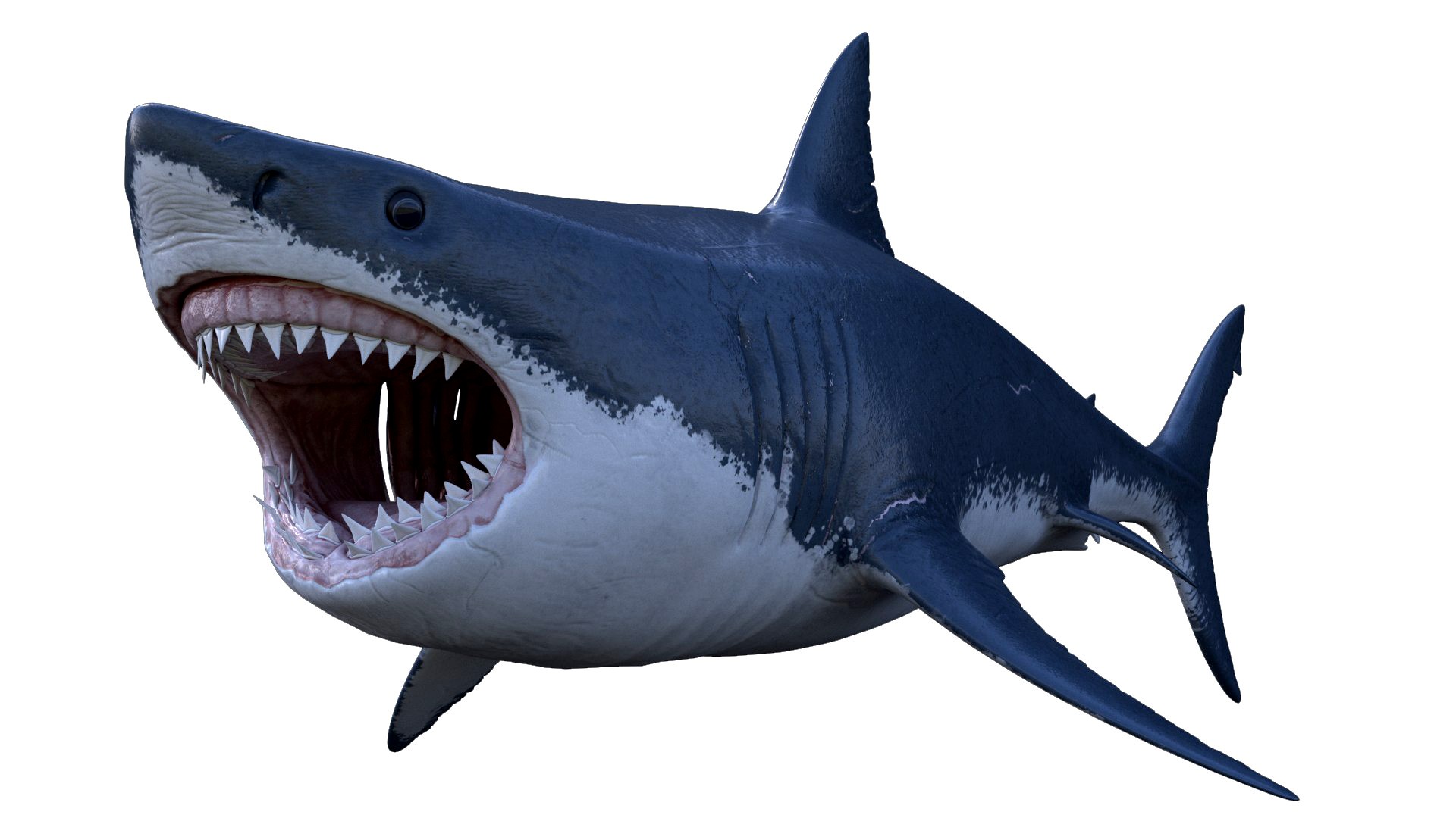 Great White Shark