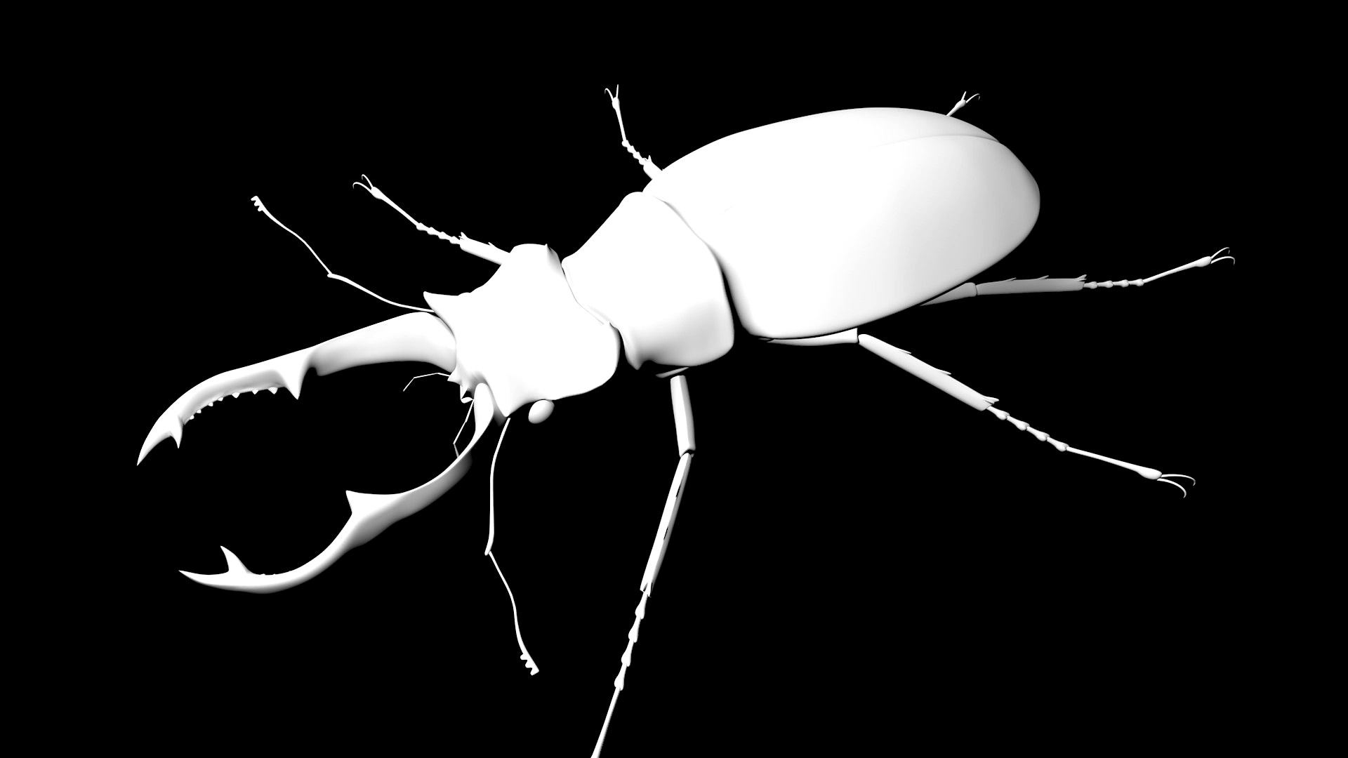 stag beetle insect