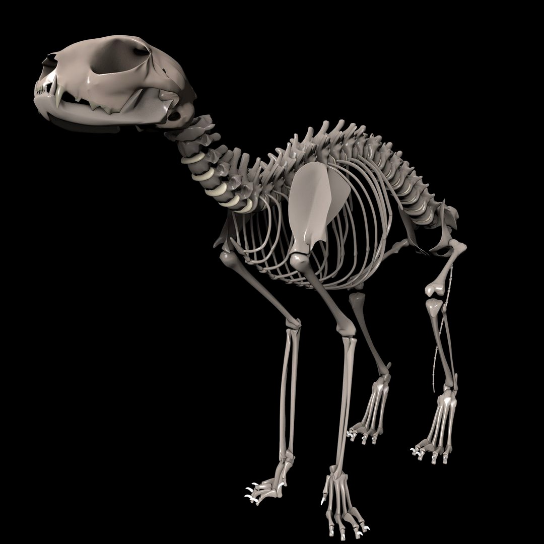 Animal Bone