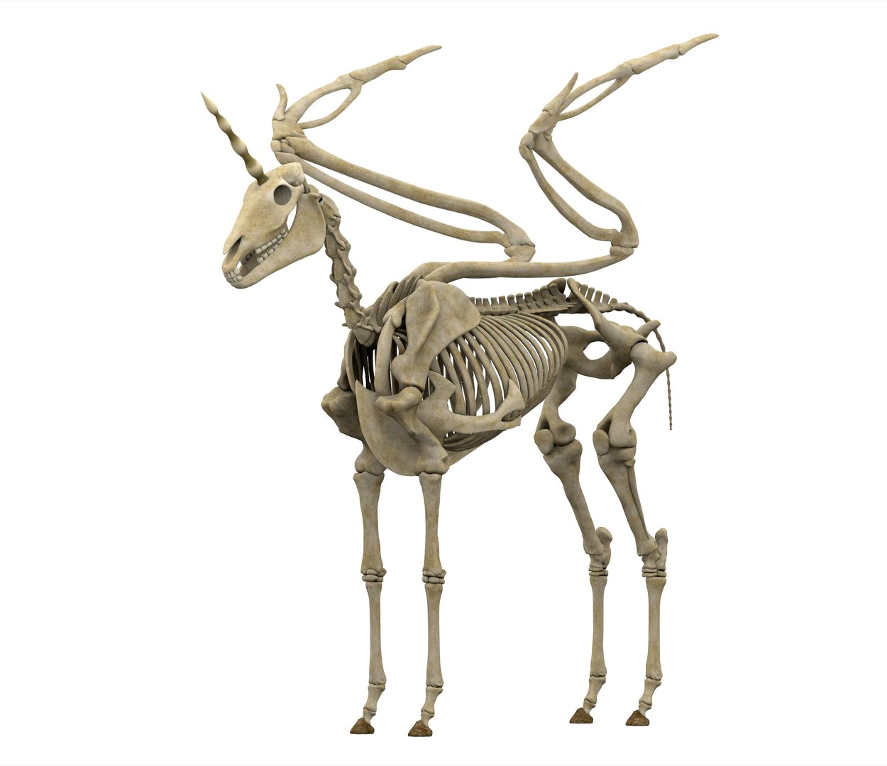 Alicorn Skeleton