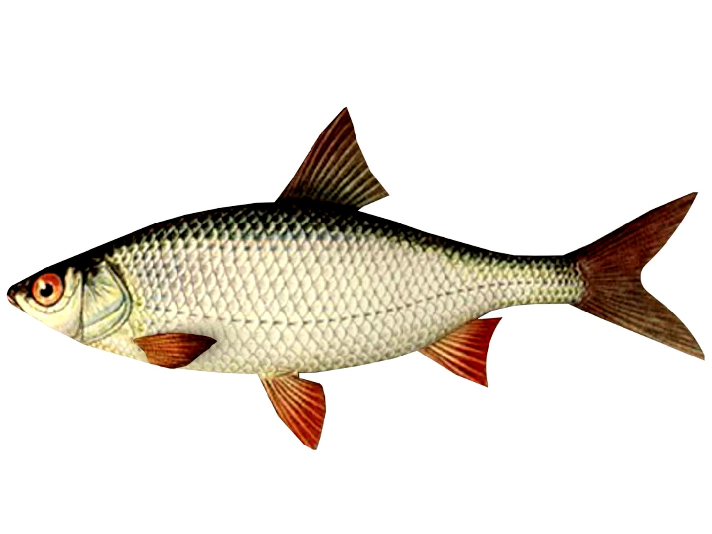 Roach Fish