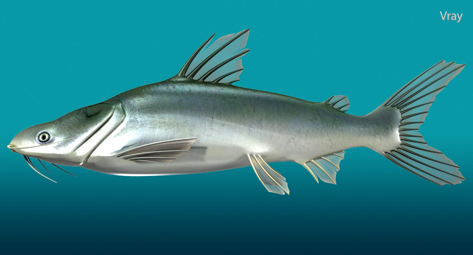 Sea Catfish