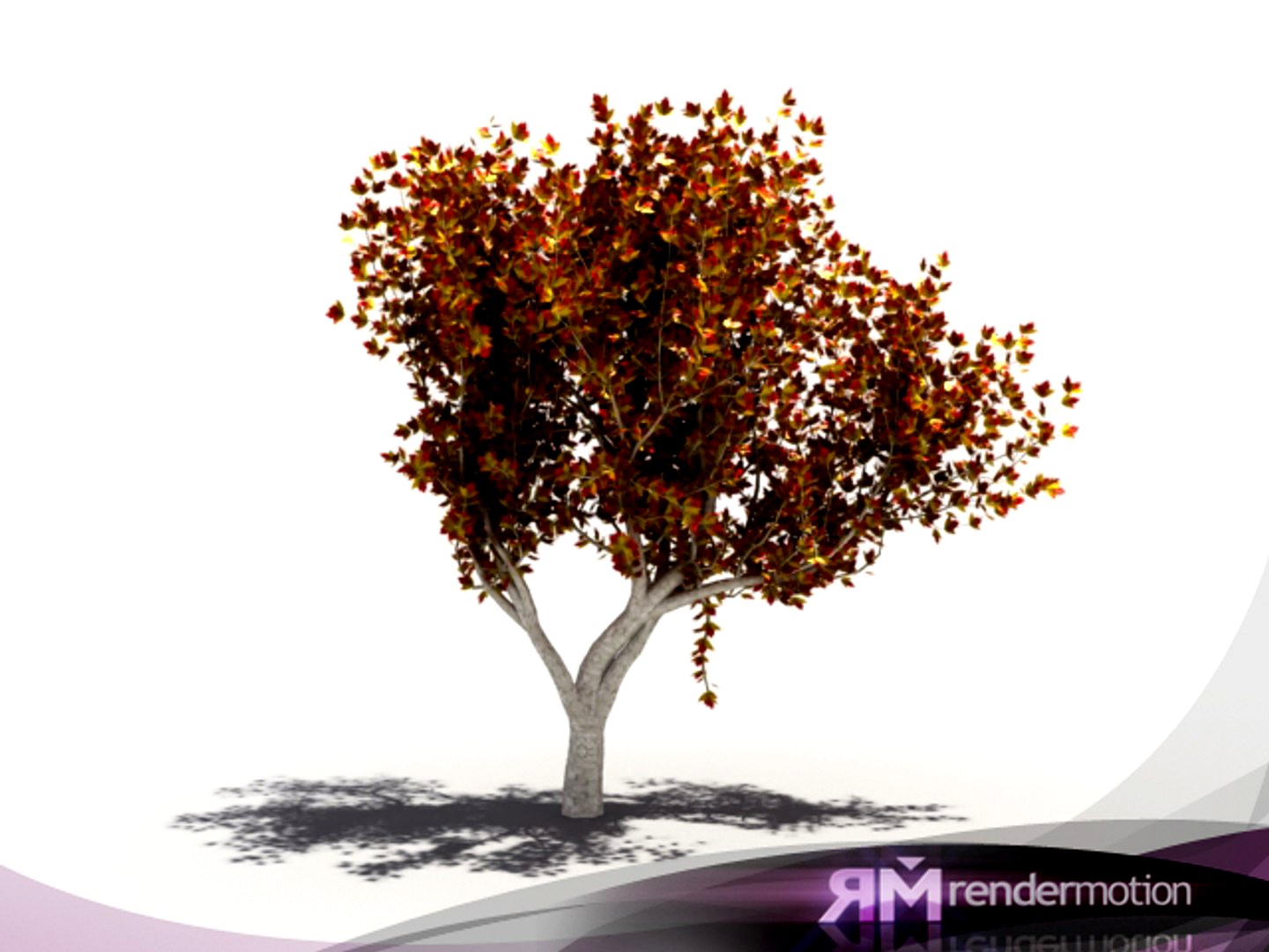 D2.C1.32 Maple Tree-Maple